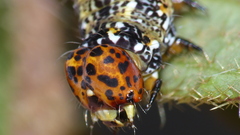 Acontia paratrigona
