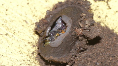 Acontia paratrigona