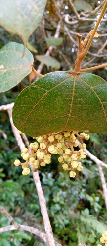 Macaranga sphaerophylla image