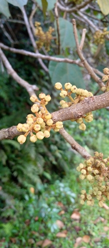 Macaranga sphaerophylla image