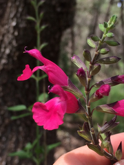 Salvia lemmonii