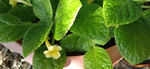 Episcia cupreata iNat (2)