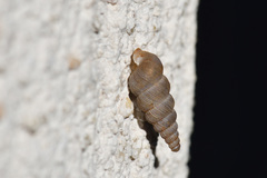 Image of Cochlostoma macei