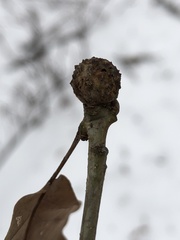 Andricus caliciformis