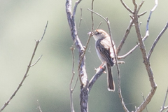 Cisticola subruficapilla