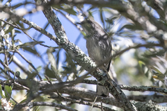 Curruca layardi layardi