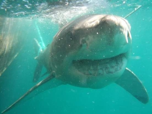 Great White Shark (Carcharodon carcharias)