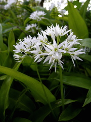 Allium ursinum - Photo (c) Ulrika, algunos derechos reservados (CC BY)