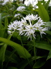 Ramsons - Photo (c) Ulrika, some rights reserved (CC BY)