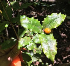 Alyxia ilicifolia