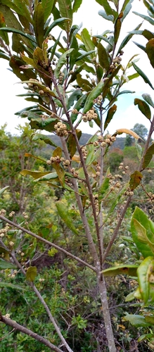 Macaranga myriolepida image