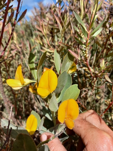 Image of Rafnia elliptica by (c) kevin koen, some rights reserved (CC BY-SA)