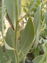 Rafnia racemosa