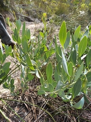 Rafnia racemosa