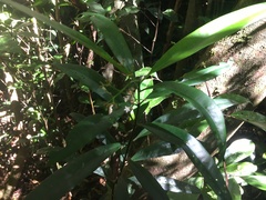 Psychotria submontana