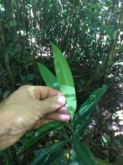 Psychotria submontana