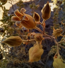 Tylecodon ventricosus