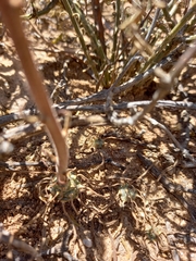 Tylecodon ventricosus