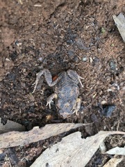Uperoleia laevigata