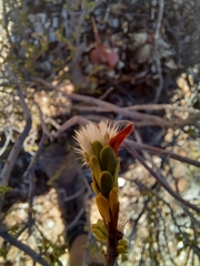 Lasiosiphon deserticola