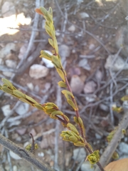 Lasiosiphon deserticola