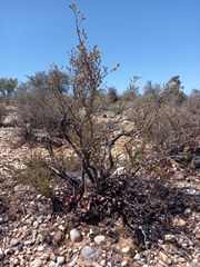 Lasiosiphon deserticola