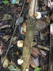 Cymatoderma dendriticum