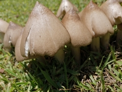 Termitomyces clypeatus