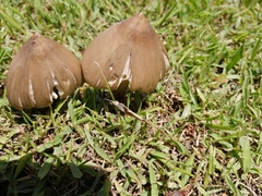 Termitomyces clypeatus