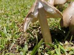 Termitomyces clypeatus