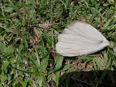 Termitomyces clypeatus