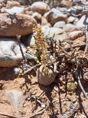 Crassula hemisphaerica