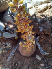 Crassula hemisphaerica