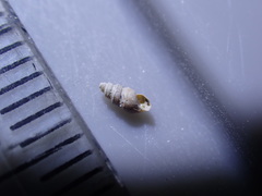 Halopyrgus pagodulus