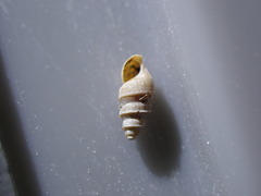 Halopyrgus pagodulus