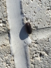 Armadillidium vulgare