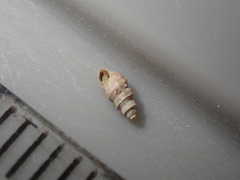 Halopyrgus pagodulus