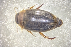 Agabus nebulosus