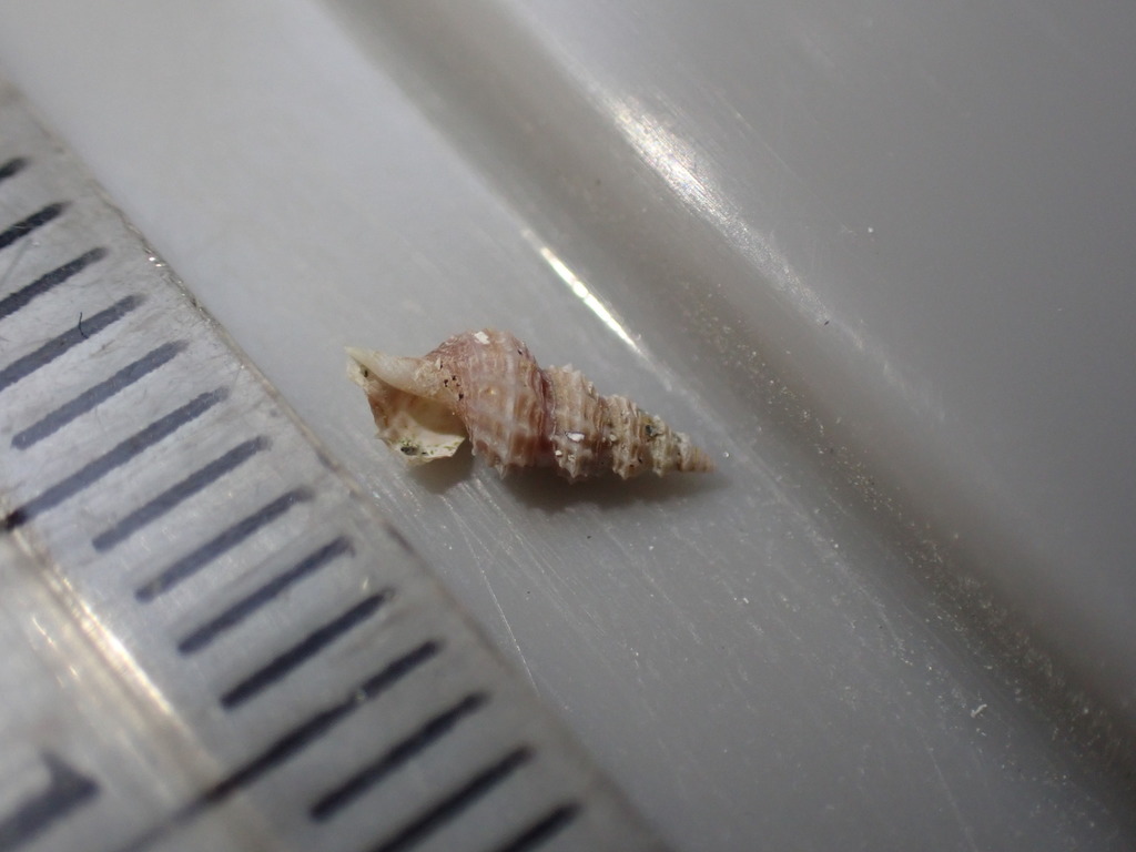 Veprecula