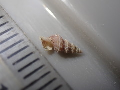 Veprecula cooperi
