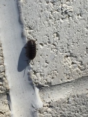 Armadillidium vulgare