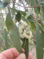 Eucalyptus acmenoides
