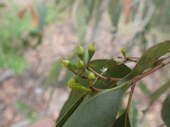 Eucalyptus acmenoides
