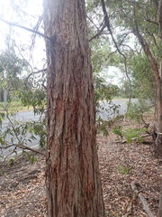 Eucalyptus acmenoides