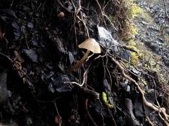 Mycena olivaceomarginata