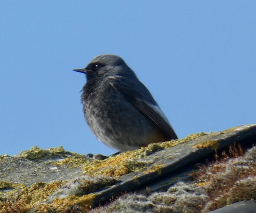 Black Redstart, Boezemweg, Lexmond, South Holland, NL, photo 10 of 10