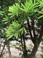 Podocarpus macrophyllus