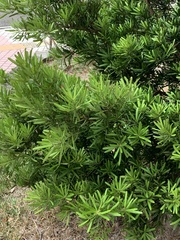 Podocarpus macrophyllus