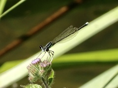 Pseudocopera ciliata