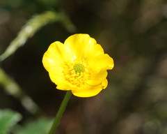 Ranunculus graniticola
